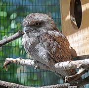 Picture/image of Tawny Frogmouth