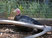 Picture/image of Wild Turkey