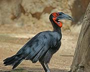 Picture/image of Southern Ground-hornbill