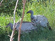 Picture/image of Cape Vulture