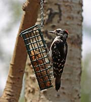 Picture/image of Hairy Woodpecker