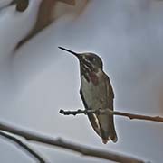 Picture/image of Calliope Hummingbird