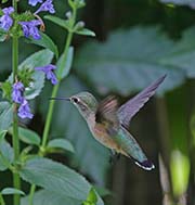 Picture/image of Broad-tailed Hummingbird