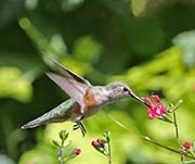 Picture/image of Broad-tailed Hummingbird