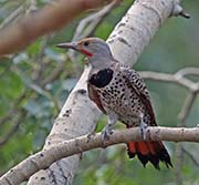 Picture/image of Northern Flicker