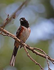 Picture/image of Spotted Towhee