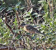 Picture/image of Black-headed Grosbeak
