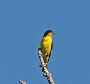 Picture/image of Lesser-Texas Goldfinch