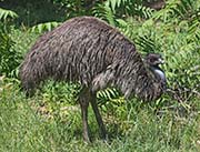 Picture/image of Emu