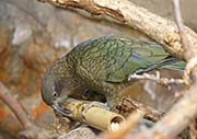 Picture/image of Kea