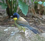 Picture/image of Blue-crowned Laughingthrush
