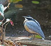 Picture/image of Egyptian Plover