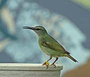 Picture/image of Red-legged Honeycreeper