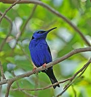 Picture/image of Red-legged Honeycreeper