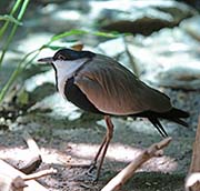 Picture/image of Spur-winged Lapwing