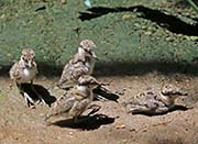 Picture/image of Spur-winged Lapwing
