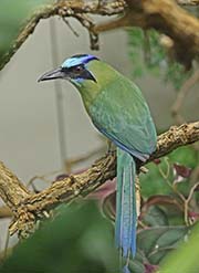 Picture/image of Blue-crowned Motmot