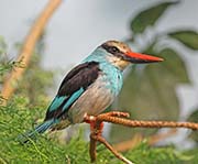Picture/image of Blue-breasted Kingfisher