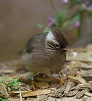 Picture/image of White-collared Yuhina
