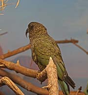 Picture/image of Kea