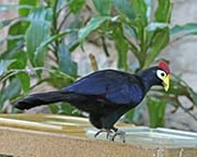 Picture/image of Ross's Turaco