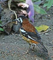 Picture/image of Chestnut-backed Thrush