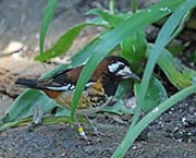 Picture/image of Chestnut-backed Thrush