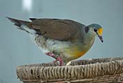 Picture/image of Sulawesi Ground-Dove