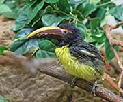 Picture/image of Green Aracari