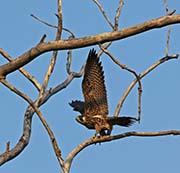 Picture/image of Peregrine Falcon