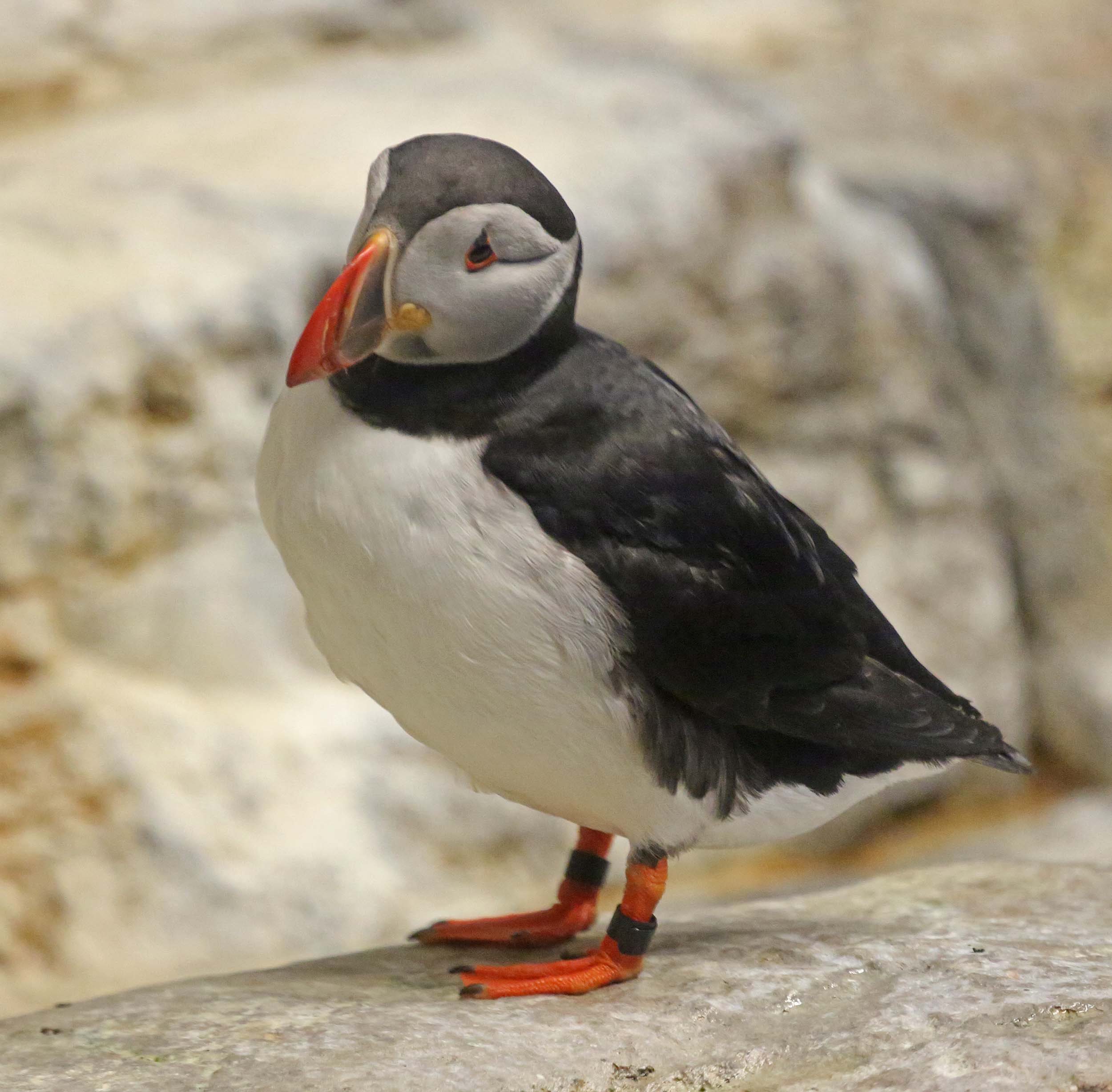 puffin size