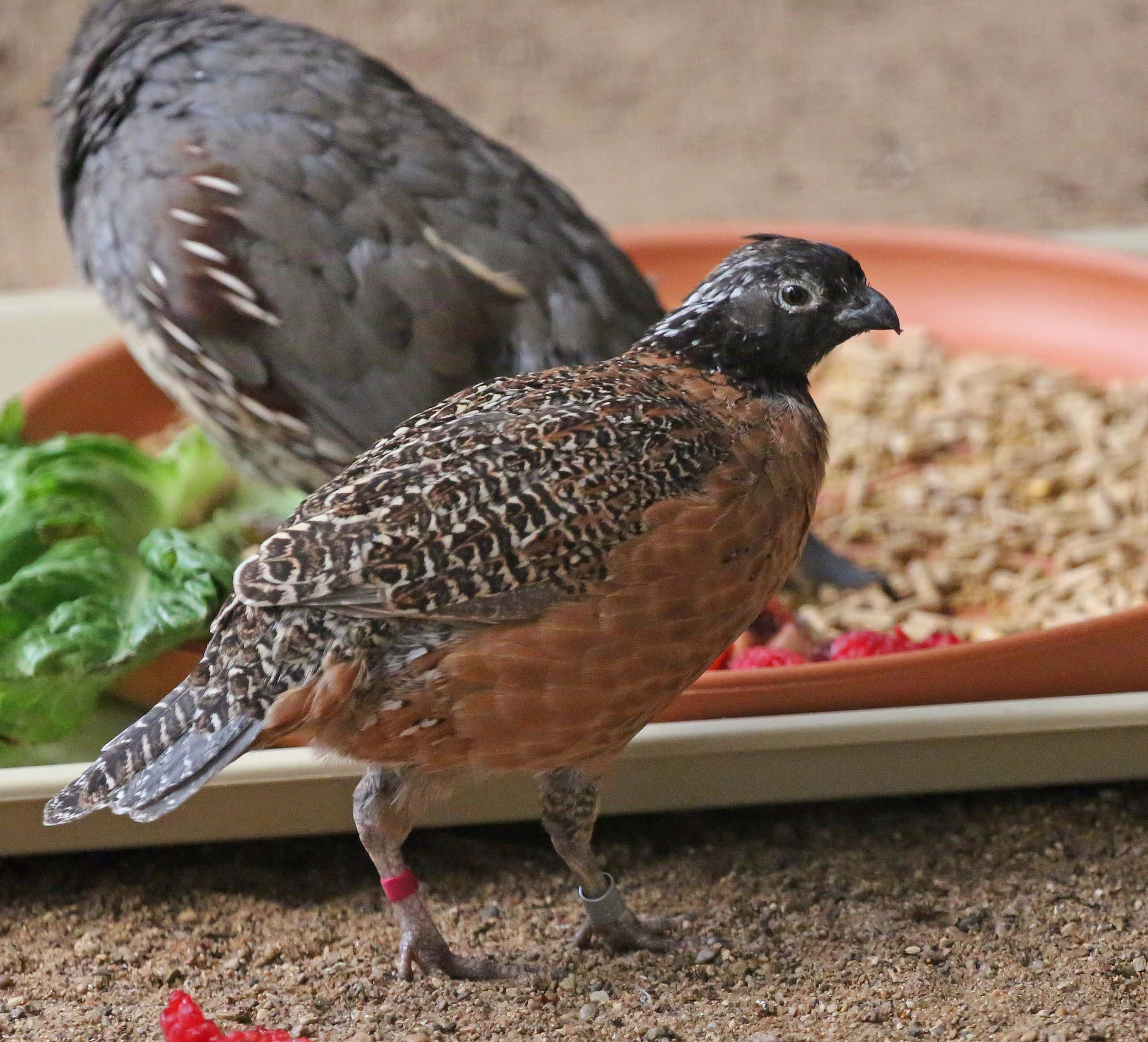 Pictures and information on Masked Bobwhite