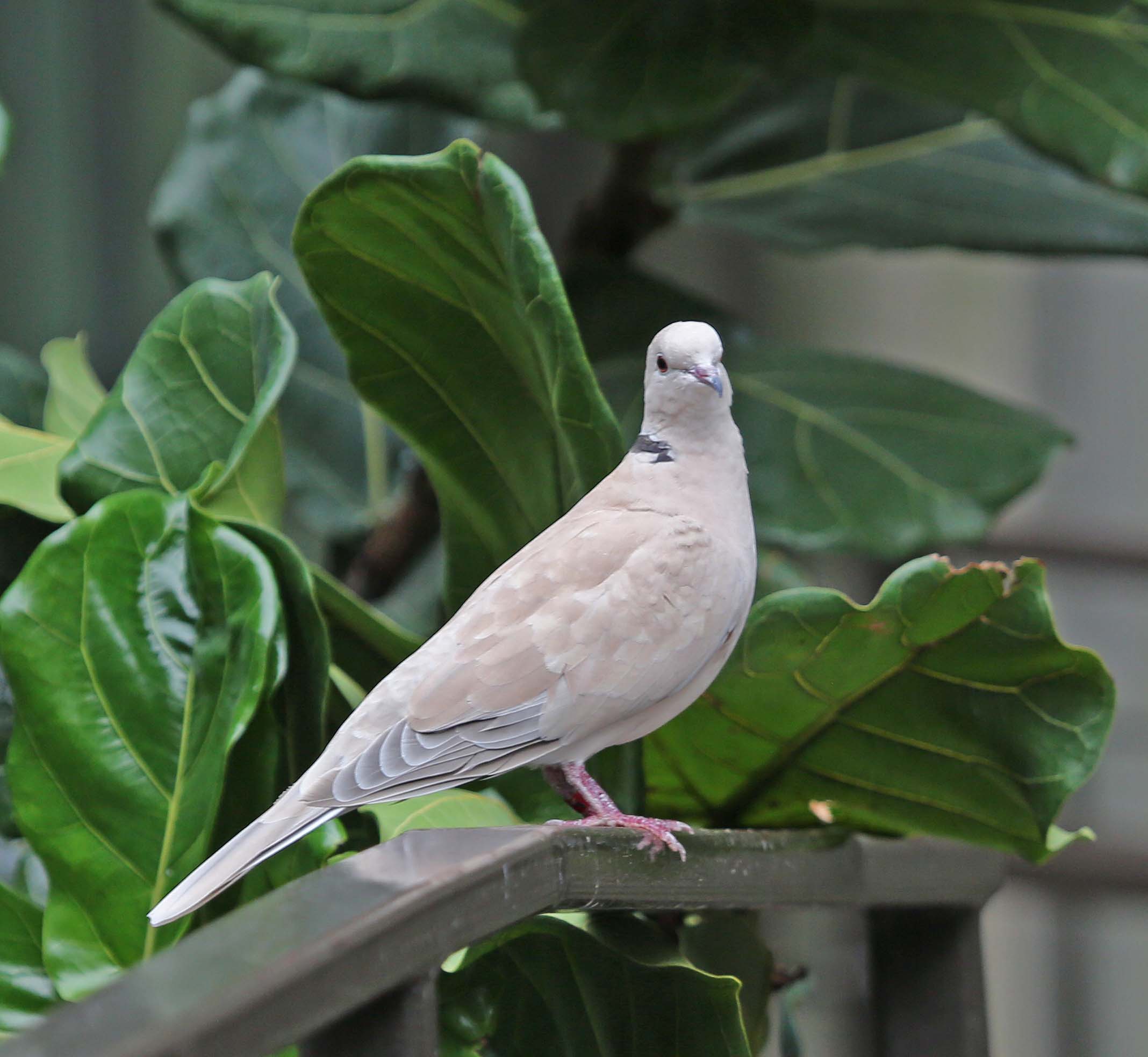 Pictures and information on Ringnecked Dove