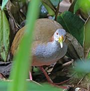 Picture/image of Giant Wood Rail