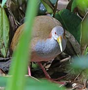 Picture/image of Giant Wood Rail