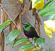 Picture/image of Emerald Starling