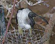Picture/image of African Sacred Ibis
