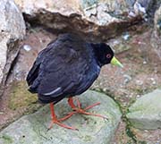 Picture/image of Black Crake