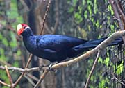 Picture/image of Violet Turaco