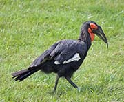 Picture/image of Southern Ground-hornbill
