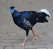 Malay Crested Fireback
