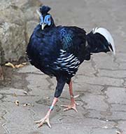 Picture/image of Malay Crested Fireback