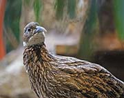 Picture/image of Himalayan Monal