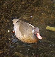 Picture/image of Brazilian Teal
