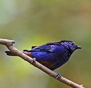 Picture/image of Opal-rumped Tanager