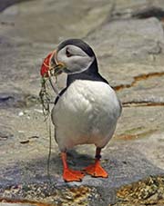 Picture/image of Atlantic Puffin