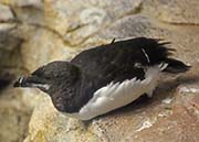 Picture/image of Razorbill