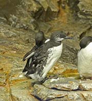 Picture/image of Common Murre