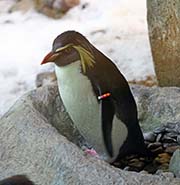 Picture/image of Northern Rockhopper Penguin