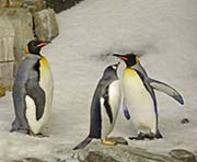 Picture/image of King Penguin